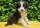 Rasowa suczka border collie z Hodowli, komplet dok. - 4