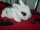 Mini lop białe - 1