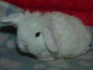Mini lop białe - 3
