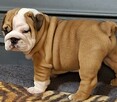 Buldog angielski piękny piesek FCI - 6