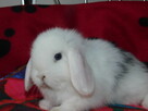 Mini lop białe - 6