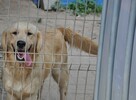Golden retriever 9 miesięczne - 6