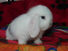 Mini lop białe - 7
