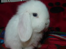 Mini lop białe - 8
