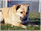 Frytka – uśmiechnięta od klapniętego ucha do ogona - 5
