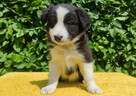 Rasowa suczka border collie z Hodowli, komplet dok. - 3