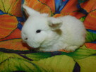 Mini lop białe - 2