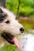 to psiak bez rodowodu, ale za to z wielką miłością - 9