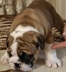 Buldog angielski piękny piesek FCI - 7