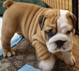 Buldog angielski piękny piesek FCI - 4