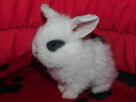 Mini lop białe - 5