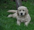 Golden retriever - 11