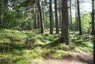 Działka z Lasem - 2