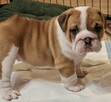 Buldog angielski piękny piesek FCI - 3