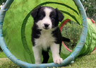 Rasowa suczka border collie z Hodowli, komplet dok. - 2