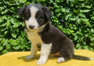 Rasowa suczka border collie z Hodowli, komplet dok. - 5