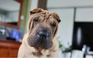 Rezerwacja szczeniąt rasy sharpei po utytułowanych rodzicach - 2