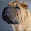 Rezerwacja szczeniąt rasy sharpei po utytułowanych rodzicach - 15
