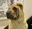 Rezerwacja szczeniąt rasy sharpei po utytułowanych rodzicach - 7