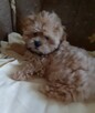 Malshi maltanczyk-shih tzu - 2