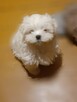 Malshi maltanczyk-shih tzu - 3