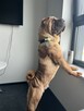Rezerwacja szczeniąt rasy sharpei po utytułowanych rodzicach - 10