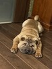 Rezerwacja szczeniąt rasy sharpei po utytułowanych rodzicach - 5