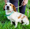 BINGO - piękny, wrażliwy mix basseta z beaglem szuka domu - 2