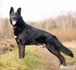 MIŁEK - piękny psiak w typie czarnego owczarka szuka domu - 2