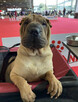 Rezerwacja szczeniąt rasy sharpei po utytułowanych rodzicach - 16