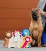 Rezerwacja szczeniąt rasy sharpei po utytułowanych rodzicach - 11