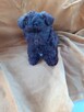 Malshi maltanczyk-shih tzu - 5