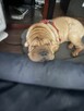 Rezerwacja szczeniąt rasy sharpei po utytułowanych rodzicach - 12