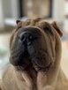 Rezerwacja szczeniąt rasy sharpei po utytułowanych rodzicach - 4