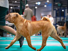 Rezerwacja szczeniąt rasy sharpei po utytułowanych rodzicach - 3