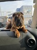 Rezerwacja szczeniąt rasy sharpei po utytułowanych rodzicach - 14