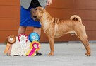 Rezerwacja szczeniąt rasy sharpei po utytułowanych rodzicach - 9