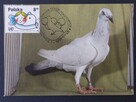 Pocztówki Gołębie MIX - 4