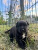 Szczeniak do adopcji, szczeniaki szukają domów, pies, suczka - 3