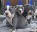 Amstaffy - 8