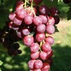 Winogrono Svenson Red – Sadzonka owocującej winorośli - 2