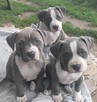 Amstaffy - 6