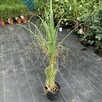 Trawa Pampasowa Rosea – Różowa Królowa Ogrodu, Duża Sadzonka - 3