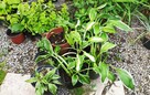 Hosta funkia - 3