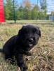 Szczeniak do adopcji, szczeniaki szukają domów, pies, suczka - 4