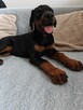 Szczenięta dobermana FCI po Championie z b. dobrym rodowodem - 6