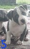 Amstaffy - 4