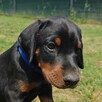 Szczenięta dobermana FCI po Championie z b. dobrym rodowodem - 11