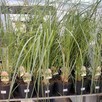 Trawa Pampasowa Pumila – Duża, Dekoracyjna Sadzonka - 4