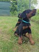 Szczenięta dobermana FCI po Championie z b. dobrym rodowodem - 13
